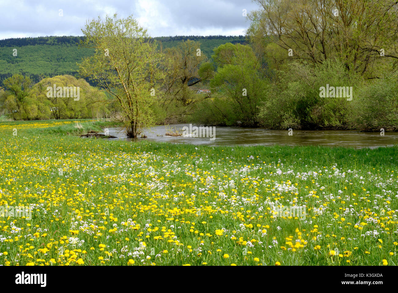 Der oberen Donau in der Nähe von gutmadingen im Frühjahr Stockfoto