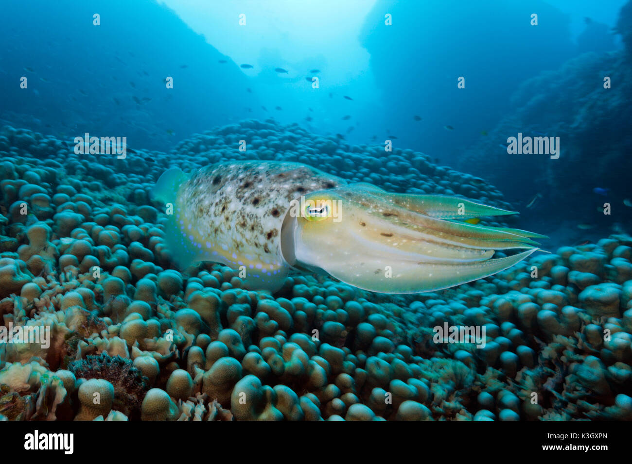 Broadclub Tintenfisch, Sepia finden, Great Barrier Reef, Australien Stockfoto