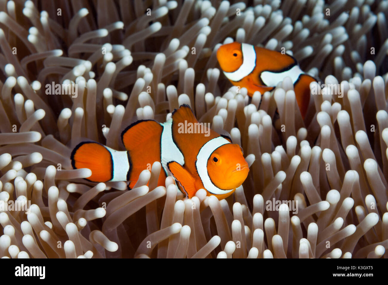 Clown Anemonenfischen, Amphiprion Percula, Osprey Reef, Coral Sea, Australien Stockfoto