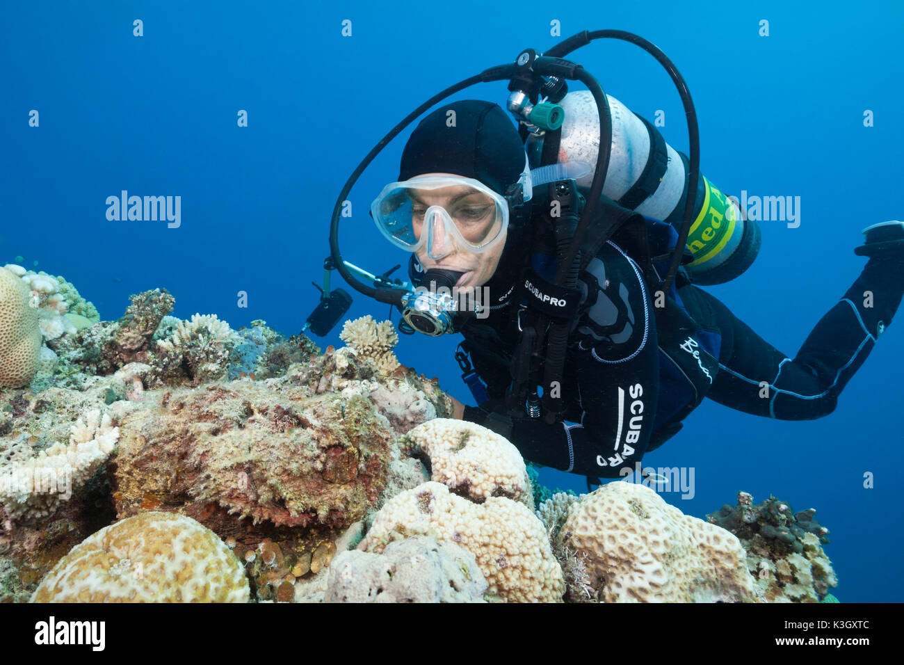 Riff-Steinfisch, Synanceia verzweigt, Osprey Reef, Coral Sea, Australien Stockfoto