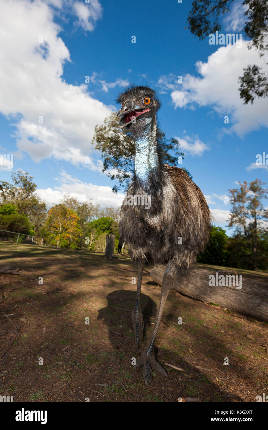 Emu, Dromaius Novaehollandiae, Brisbane, Australien Stockfoto