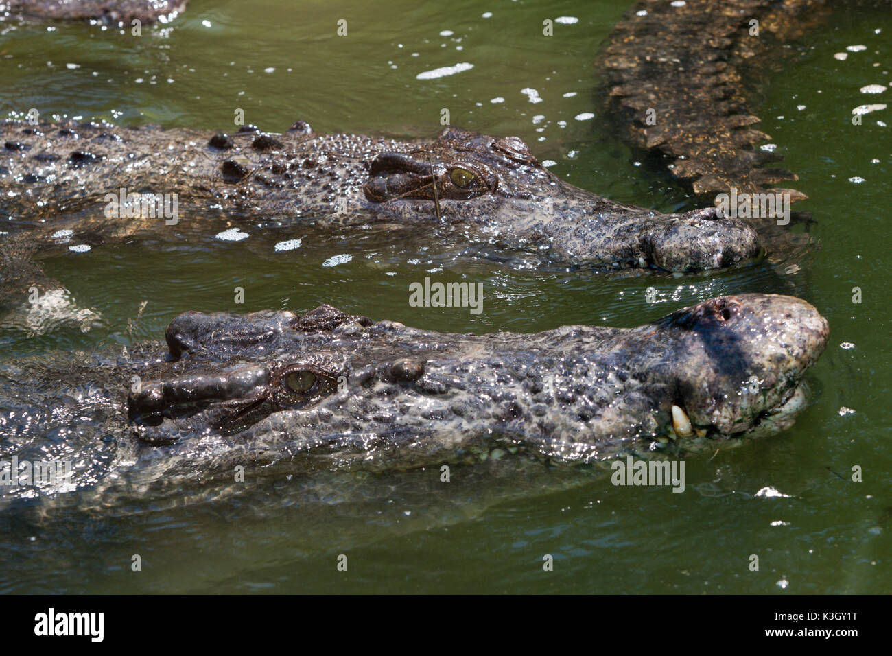 Saltwater Crocodile, Crocodylus porosus, Queensland, Australien Stockfoto