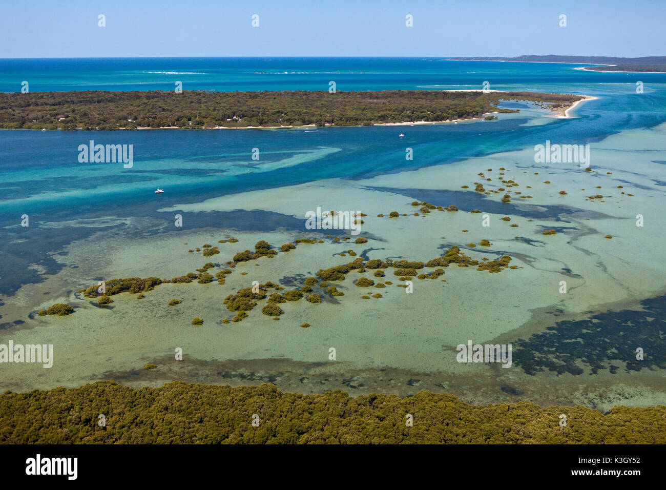 Mangroven auf Moreton Island, Brisbane, Australien Stockfoto