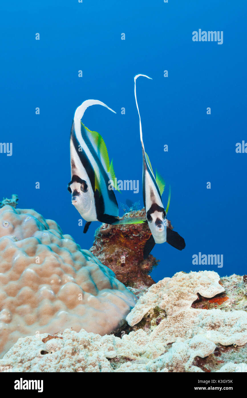 Paar von Longfin Bannerfish, Heniochus Acuminatus, Great Barrier Reef, Australien Stockfoto