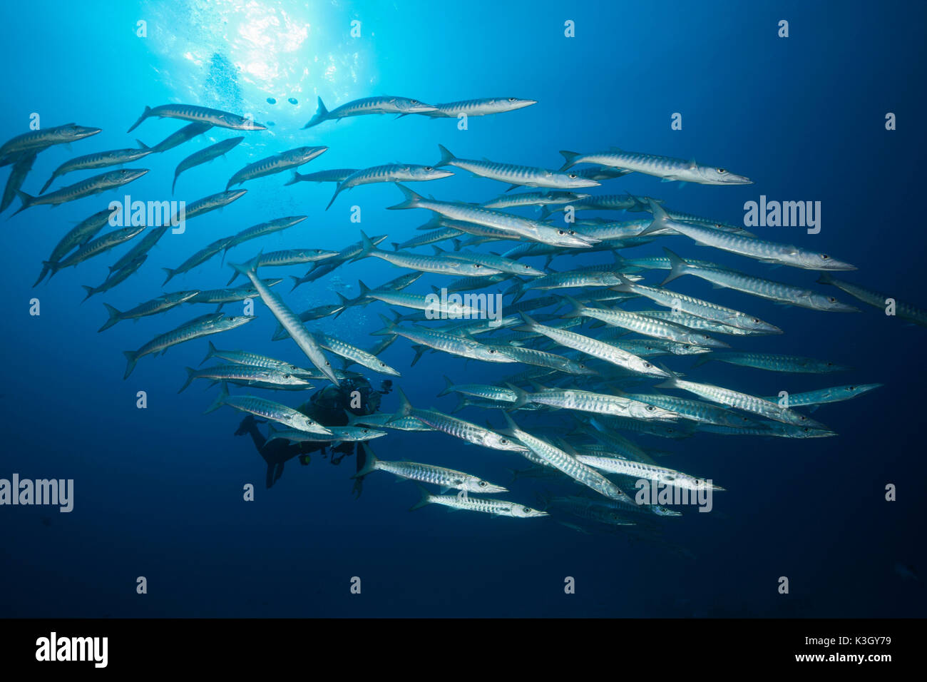 Schwarm von Blackfin Barracudas, größten Qenie, Great Barrier Reef, Australien Stockfoto