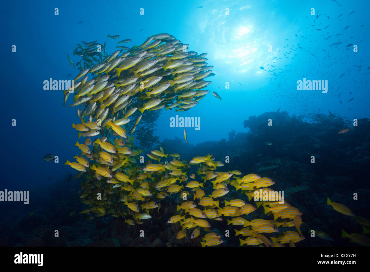 Schwarm Großaugen-Schnapper und Fivelined Snapper, Lutjanus Lutjanus, Great Barrier Reef, Australien Stockfoto