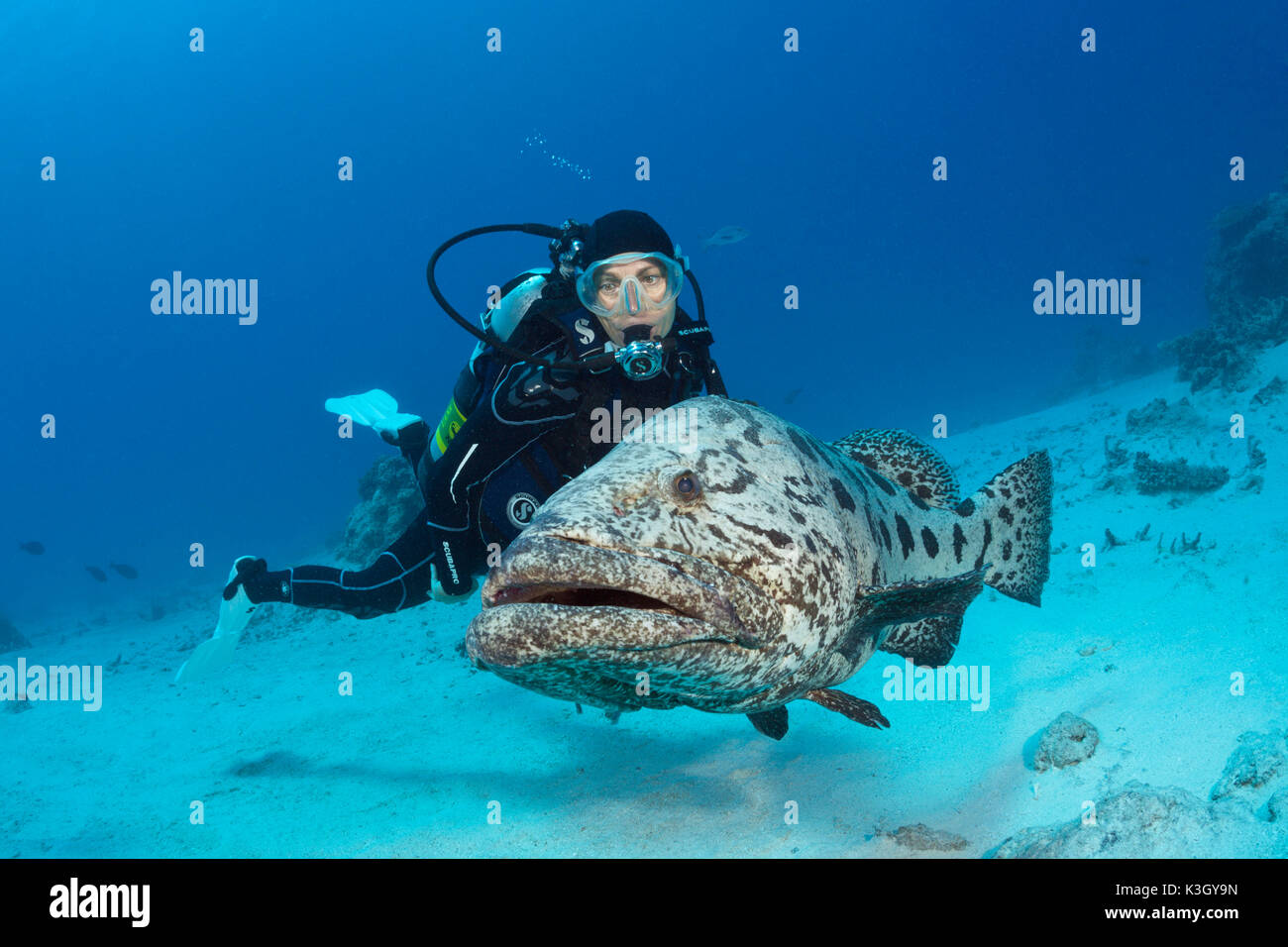 Taucher und Kartoffel-Kabeljau, Epinephelus Tukula, Cod Hole, Great Barrier Reef, Australien Stockfoto