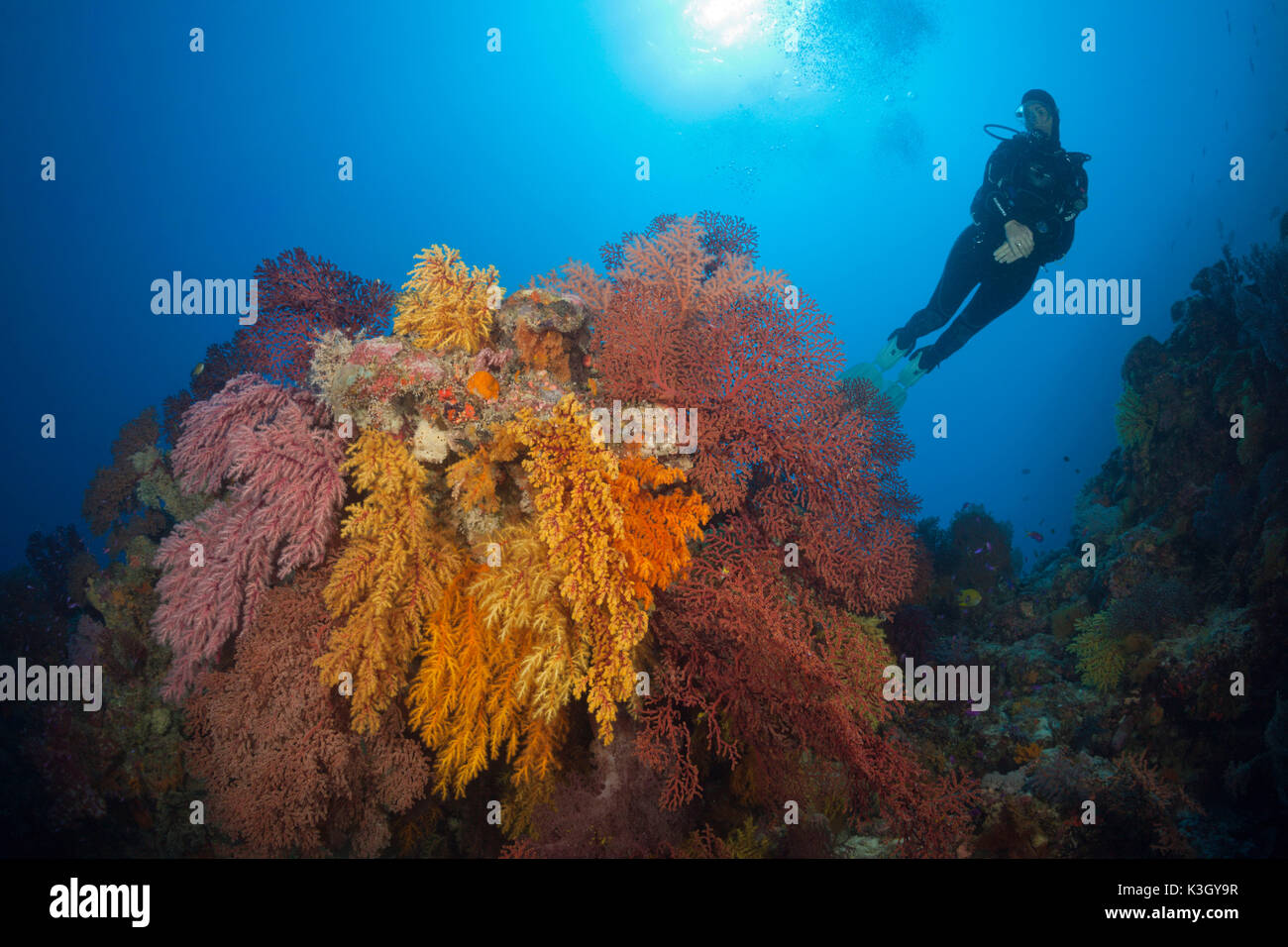 Scuba Diver über Coral Reef, Osprey Reef, Coral Sea, Australien Stockfoto