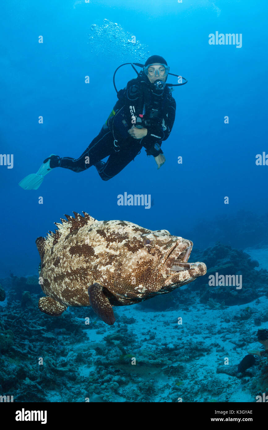 Taucher und blumigen Zackenbarsch, Epinephelus Fuscoguttatus, Great Barrier Reef, Australien Stockfoto