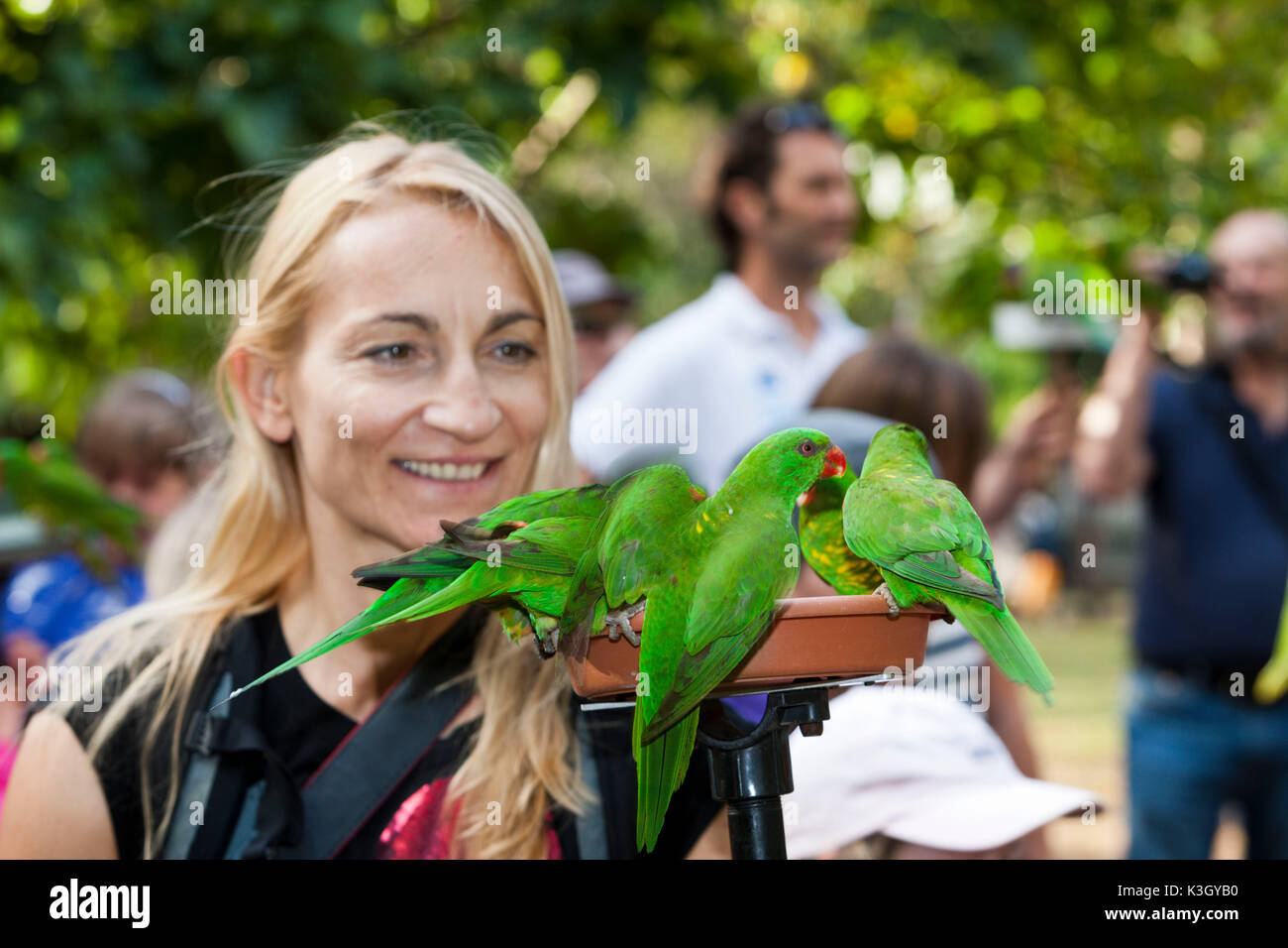 Touristen, die Fütterung Allfarblori Trichoglossus Haematodus Moluccanus, Brisbane, Australien Stockfoto