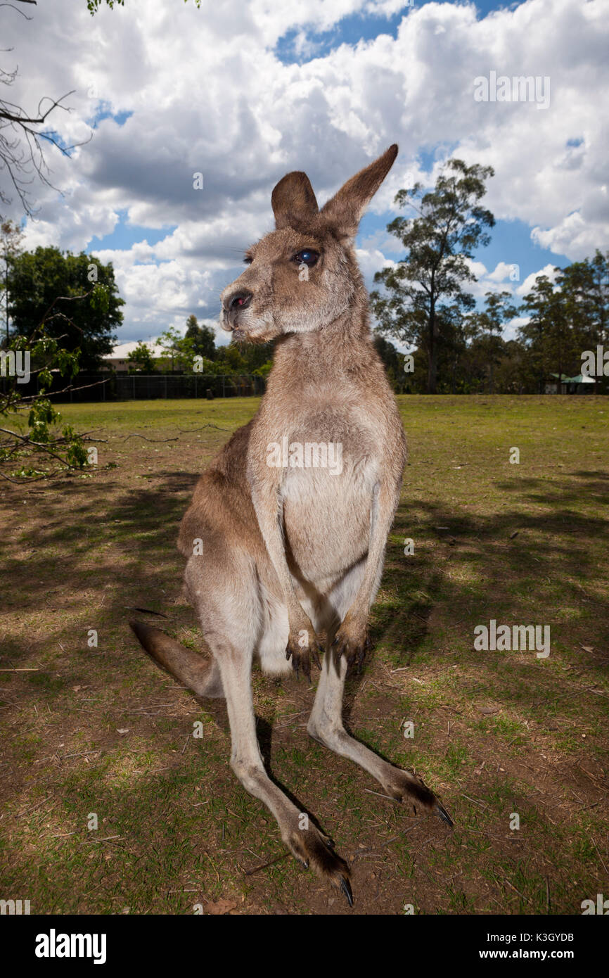 Östlichen Grey Kangaroo, Macropus Giganteus, Brisbane, Australien Stockfoto