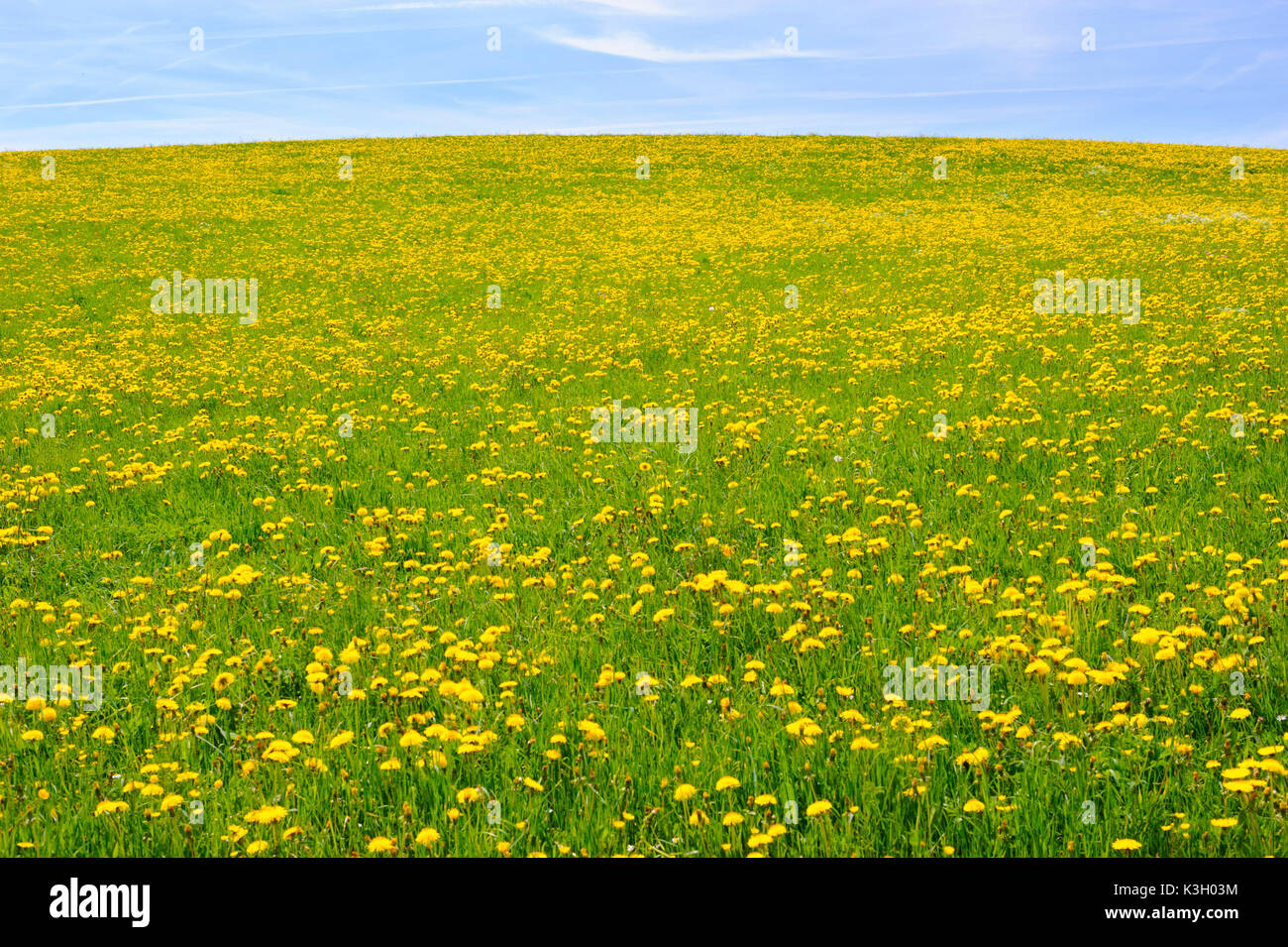 Panorama Landschaft im Allgäu in der Nähe Big Spring Wiese mit vielen Blumen Stockfoto