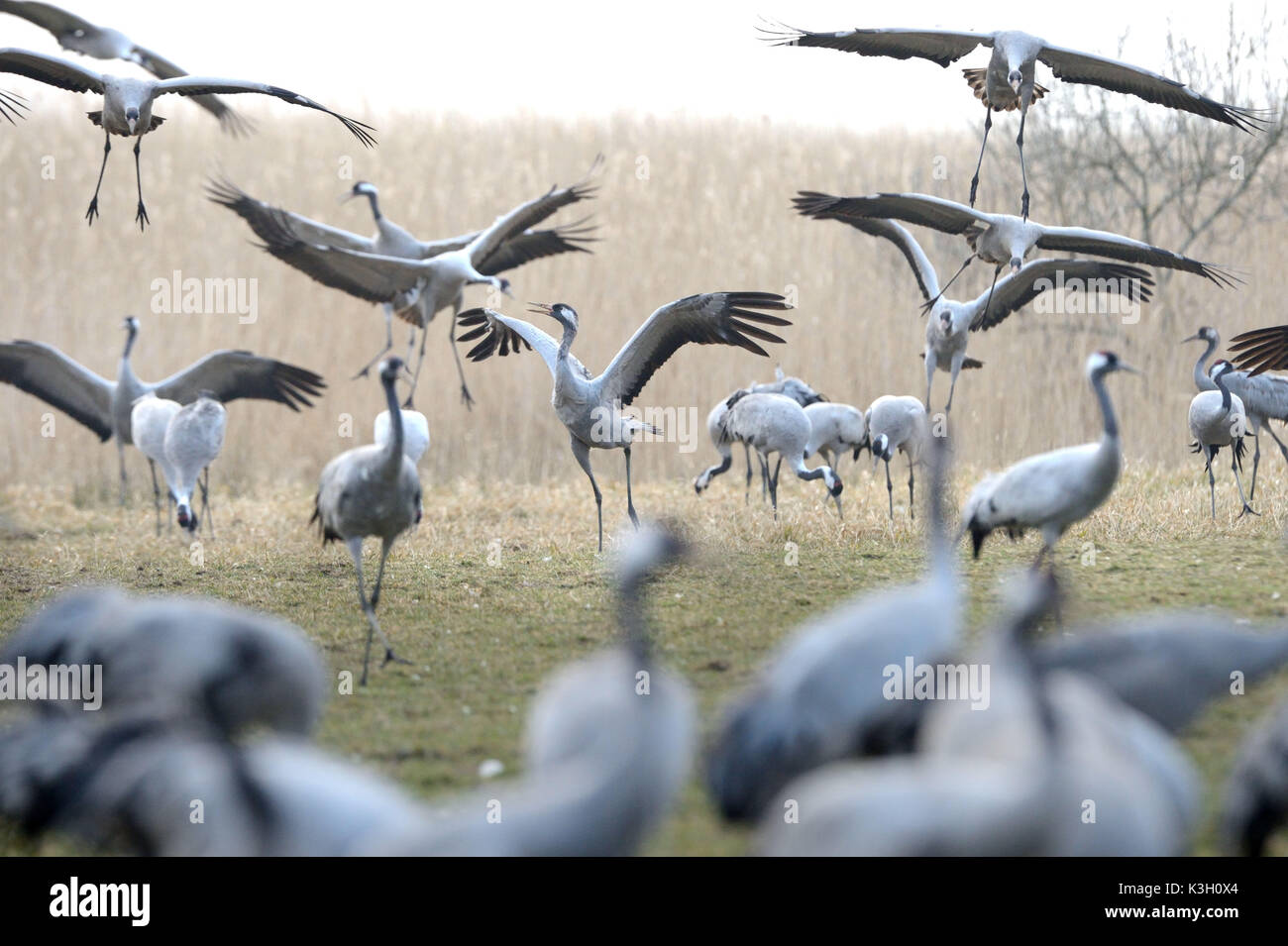 Krane Stockfoto