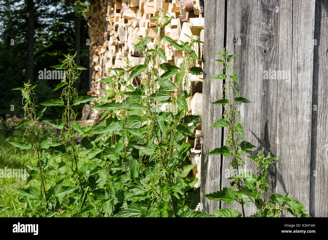 Brennnesseln neben einem holzschuppen. Gemeinsame Brennnessel, Urtica dioica, vor ein verwittertes Holz- wand und gestapelten Brennholz. Natürliche still life Foto Stockfoto