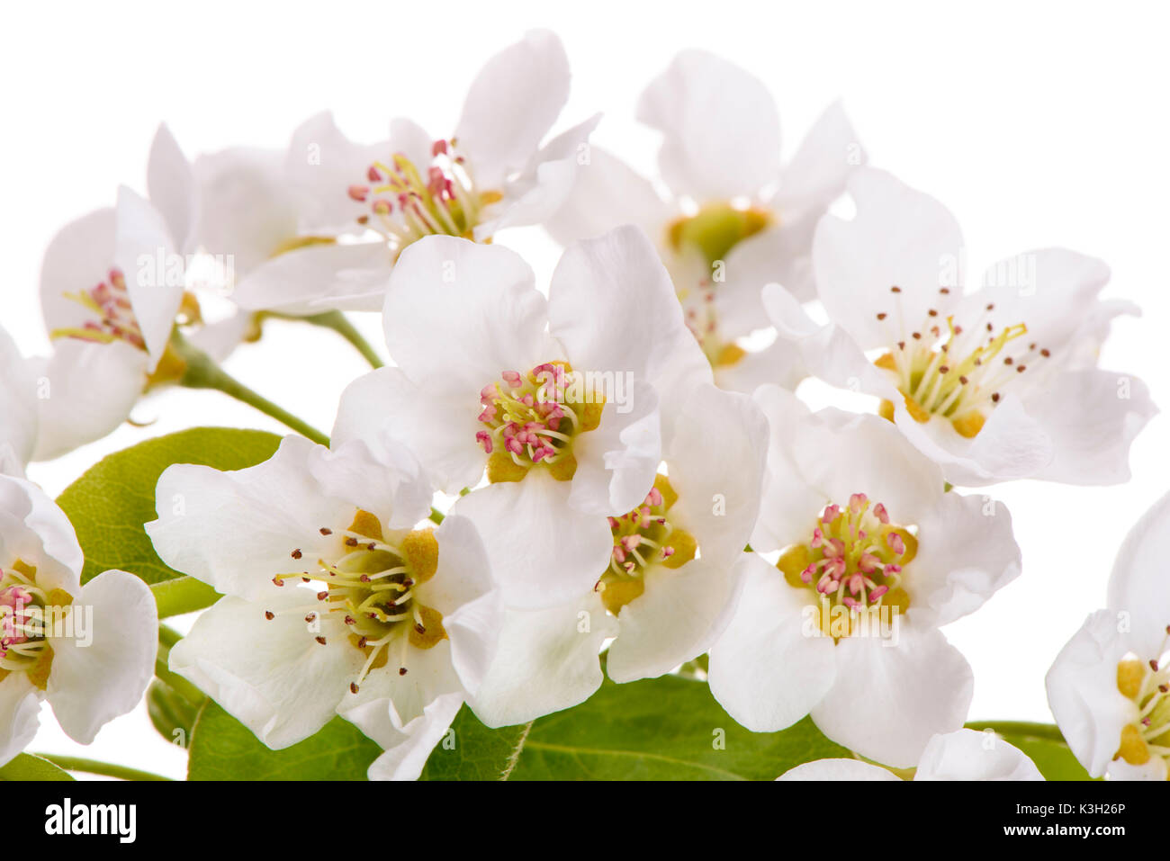 Gabel der Birnbaum in der Nähe pear Blossom isoliert auf weißem Hintergrund Stockfoto