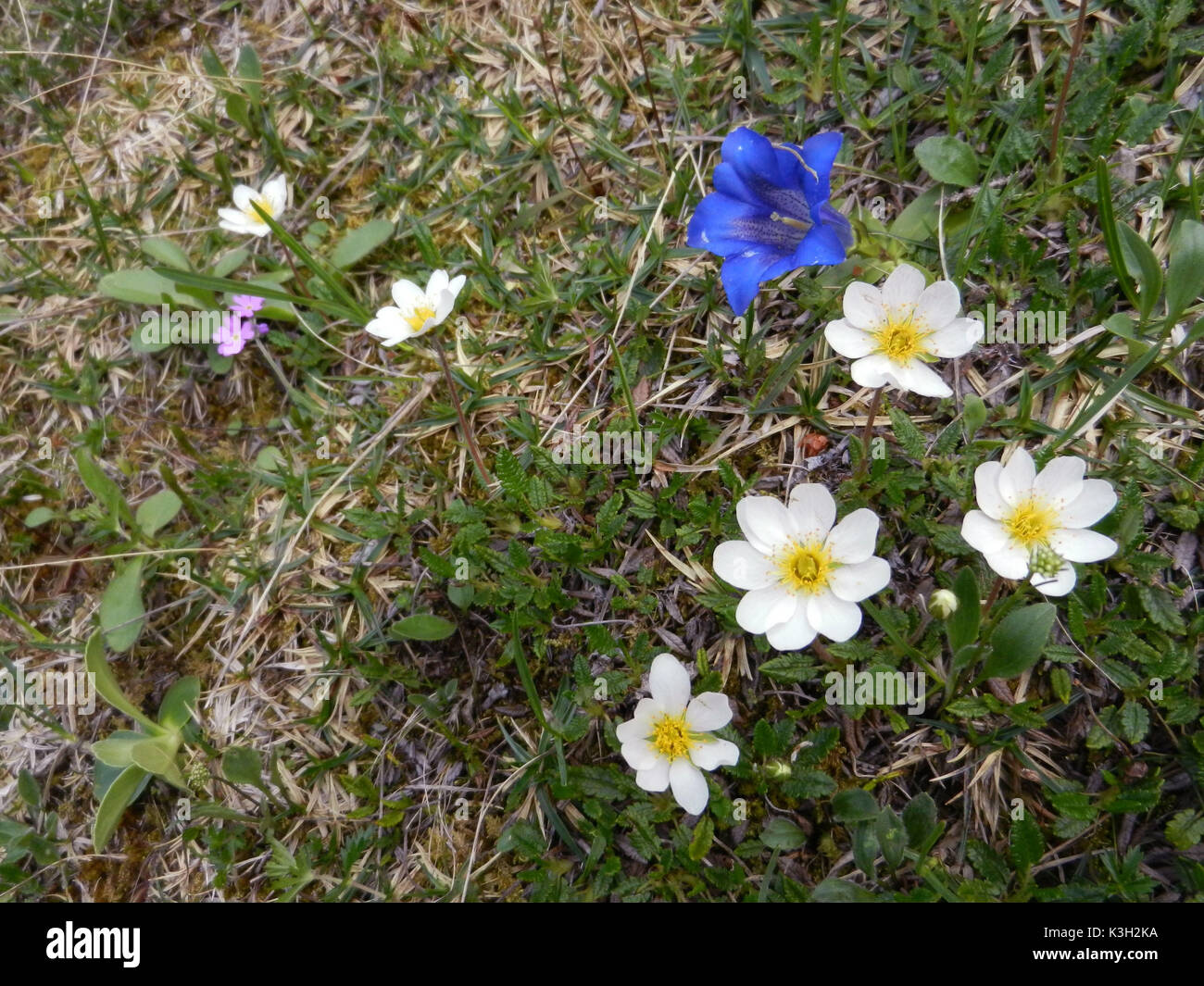 , Silberwurz Dryas octopetala, und Enzian, Gentiana acaulis closeout Stiel, im Karwendel, Stockfoto