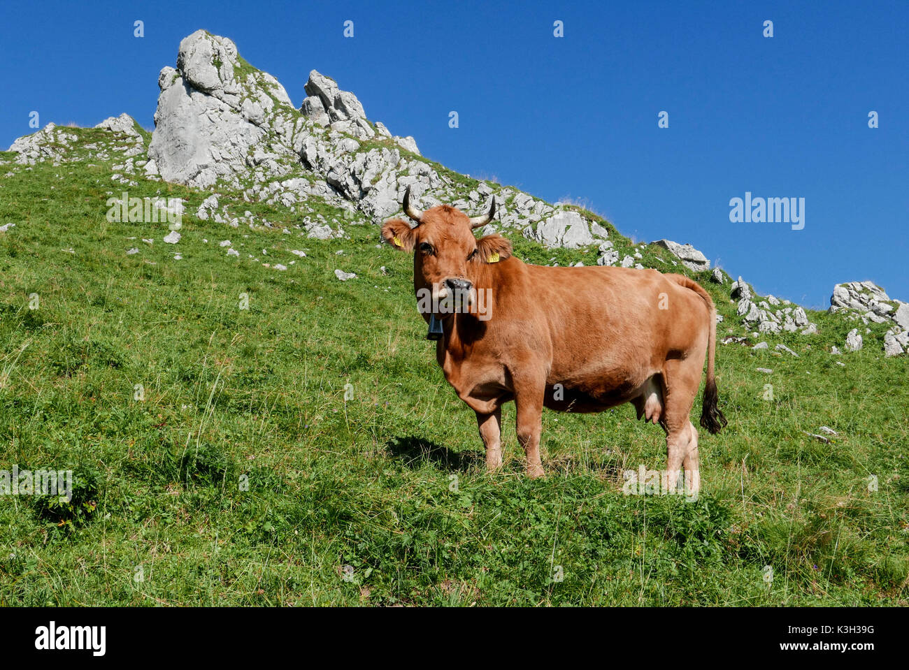 Bayern, jungen Bestand am Stuibenkopf, Stuibenalm, Wettersteingebirge Stockfoto