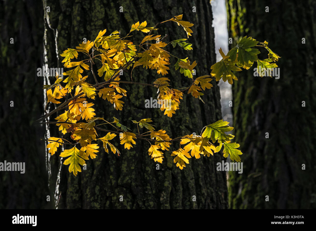 Naturwissenschaften, Herbst Zweig der Weißdorn Stockfoto