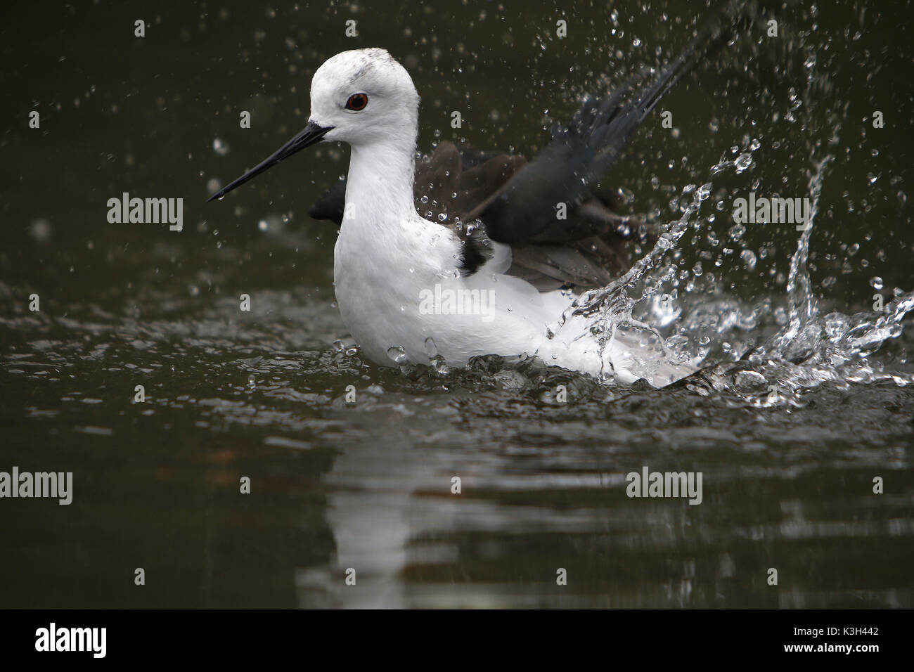 Stelzenläufer Himantopus Himantopus, Erwachsenen Bad, Pyrenäen in Südfrankreich Stockfoto