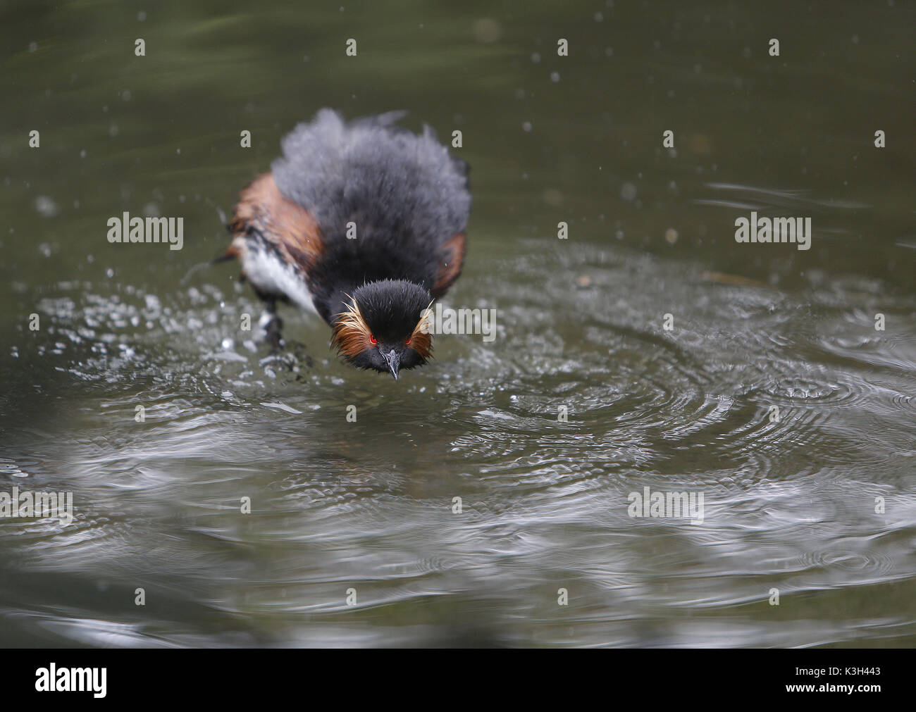 Schwarzhalstaucher, Podiceps Nigricollis, Erwachsene schütteln am Teich, Pyrenäen im Süden Frankreichs Stockfoto