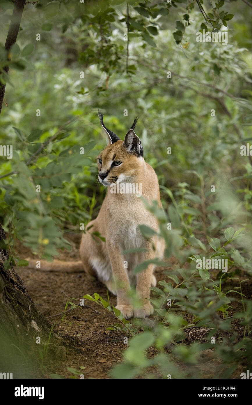 Karakal, Caracal Caracal, Erwachsener sitzen, Namibia Stockfoto