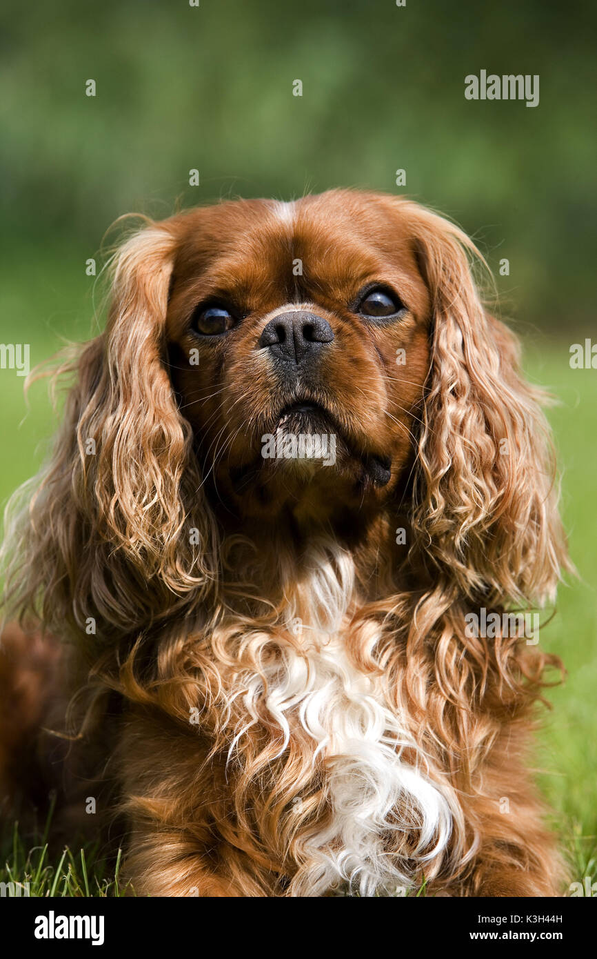 Cavalier King Charles Spaniel, Porträt der männlichen Stockfoto