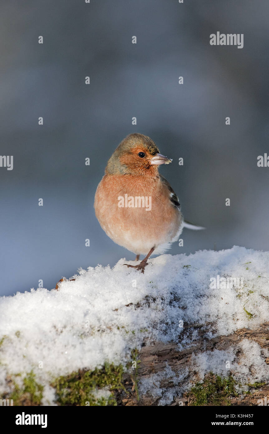 Gemeinsame Buchfink, Fringilla coelebs, Männlich stehend im Schnee, Stockfoto