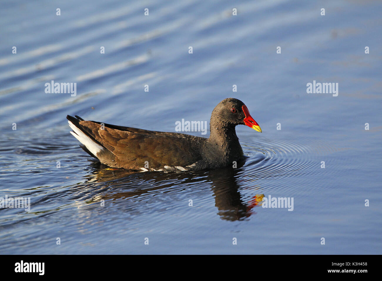 Gemeinsame Sumpfhuhn oder Europäischen Sumpfhuhn, Gallinula chloropus, Erwachsene am Teich Stockfoto