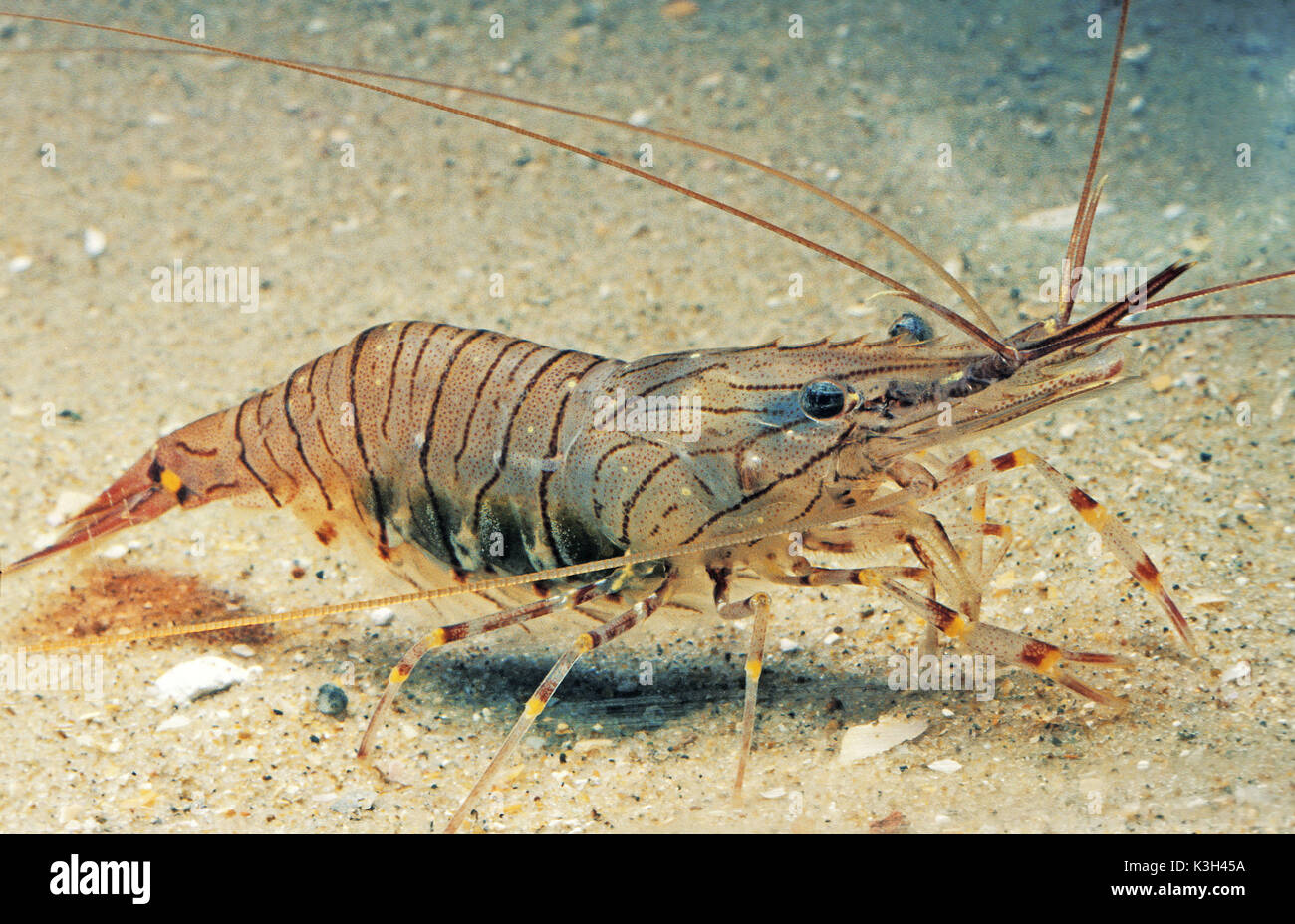 Gemeinsamen Garnele, Palaemon serratus Stockfoto