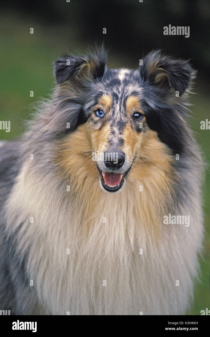 Portrait von Collie Hund Stockfoto