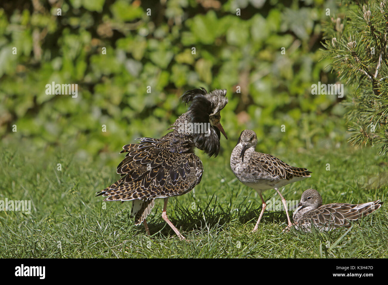 Ruff, Philomachus Pugnax, Männlich, Weiblich, Pyrenäen im Süden von Frankreich anzeigen Stockfoto