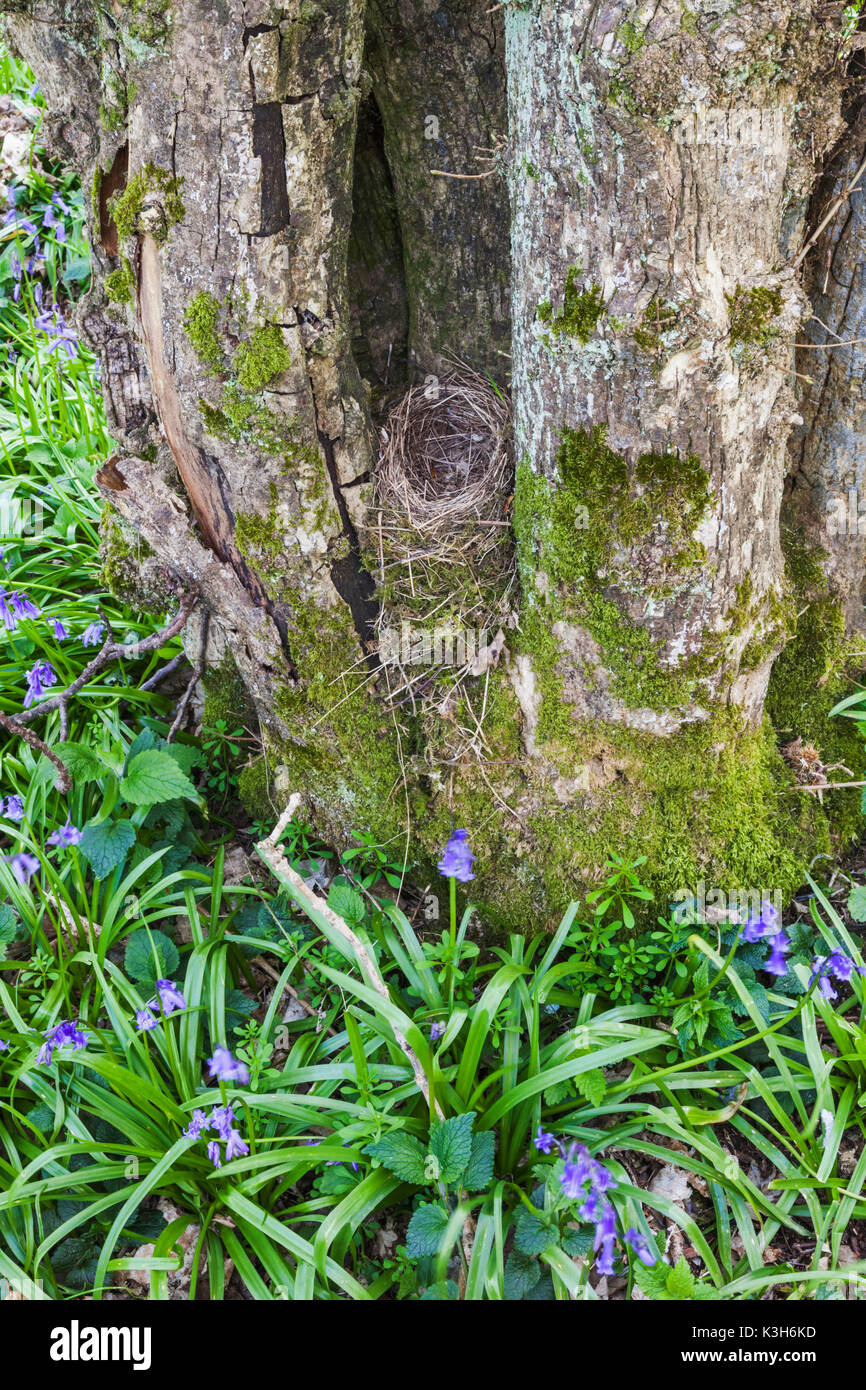 England, Hampshire, Leer Birds Nest im Baum Stockfoto