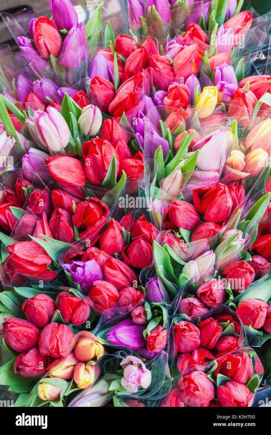 England, London, Southwark, Borough Market, Anzeige der Tulpen Stockfoto