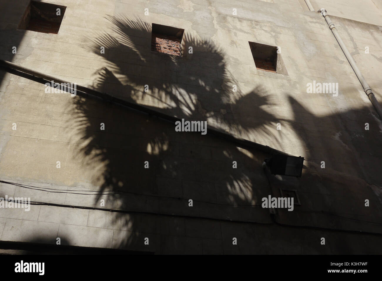 Der Schatten einer Palme versuchen auf einem Gebäude in Barcelona. Stockfoto