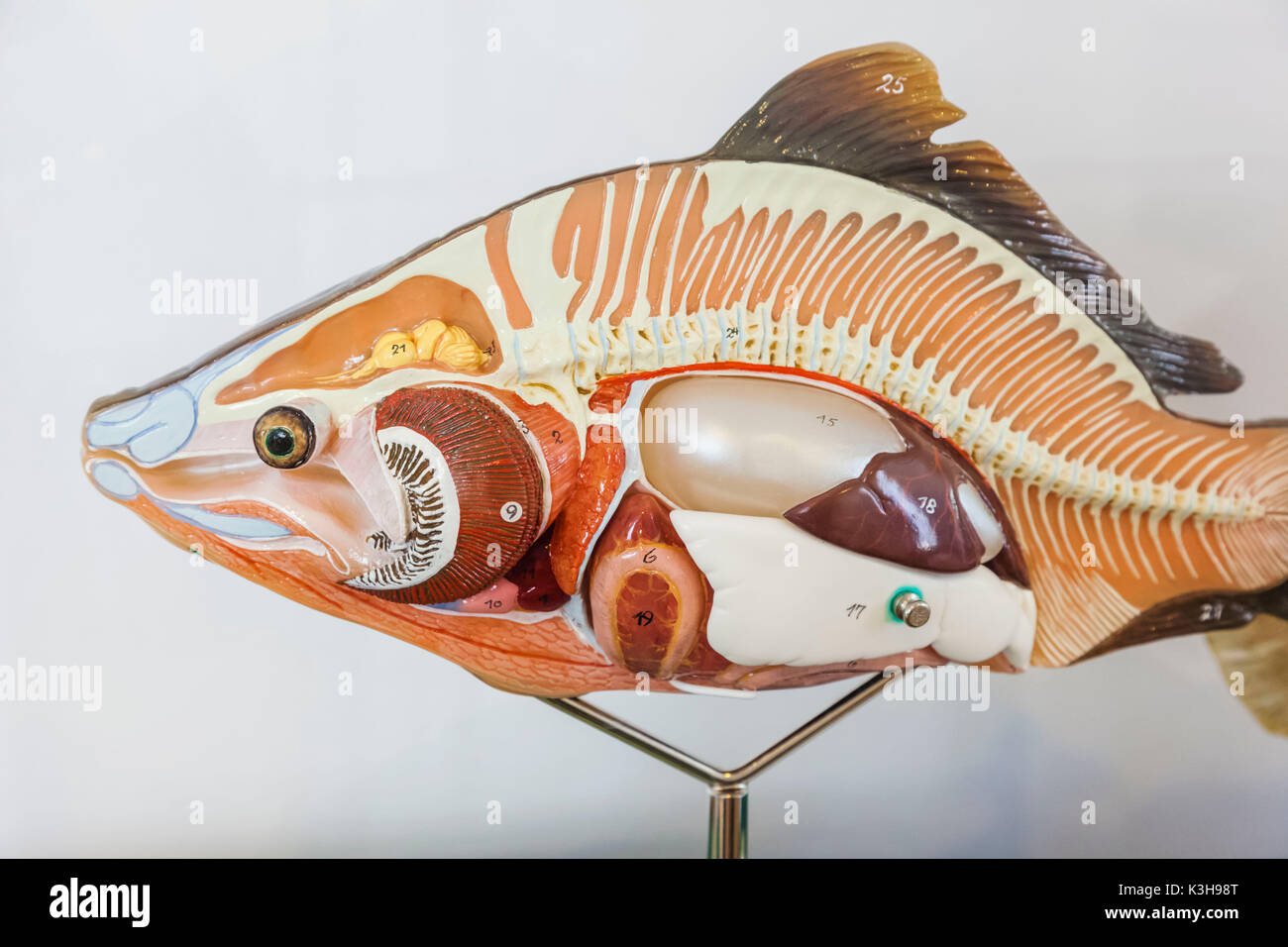 Deutschland, Bayern, München, dem deutschen Jagd- und Fischereimuseum (Deutsches Jagd-Und Fischereimuseum), ausstellen der Fische Anatomie Stockfoto