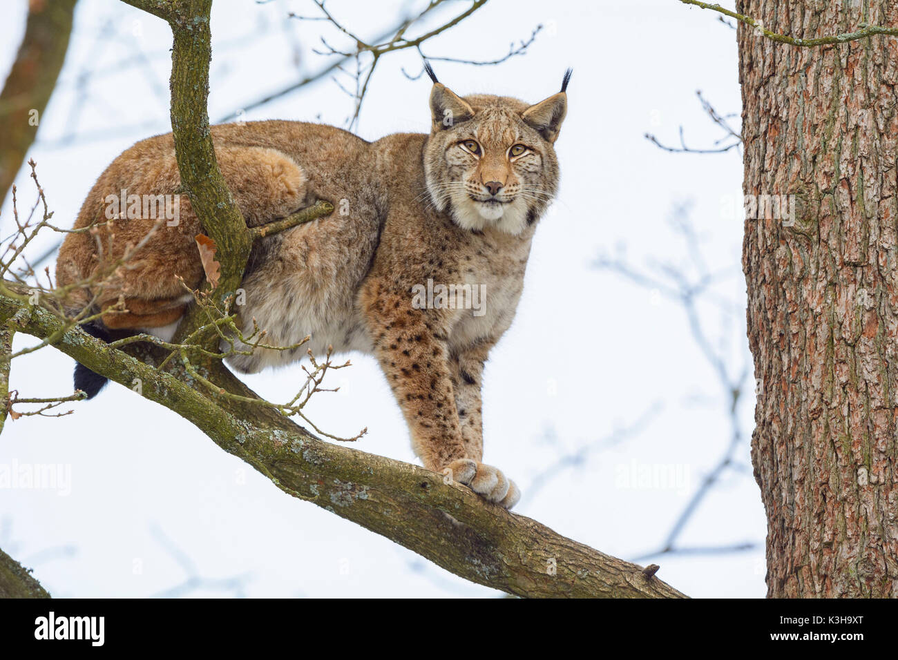 Eurasischen Luchs Lynx lynx, Tomcat im Baum, Deutschland, Europa Stockfoto
