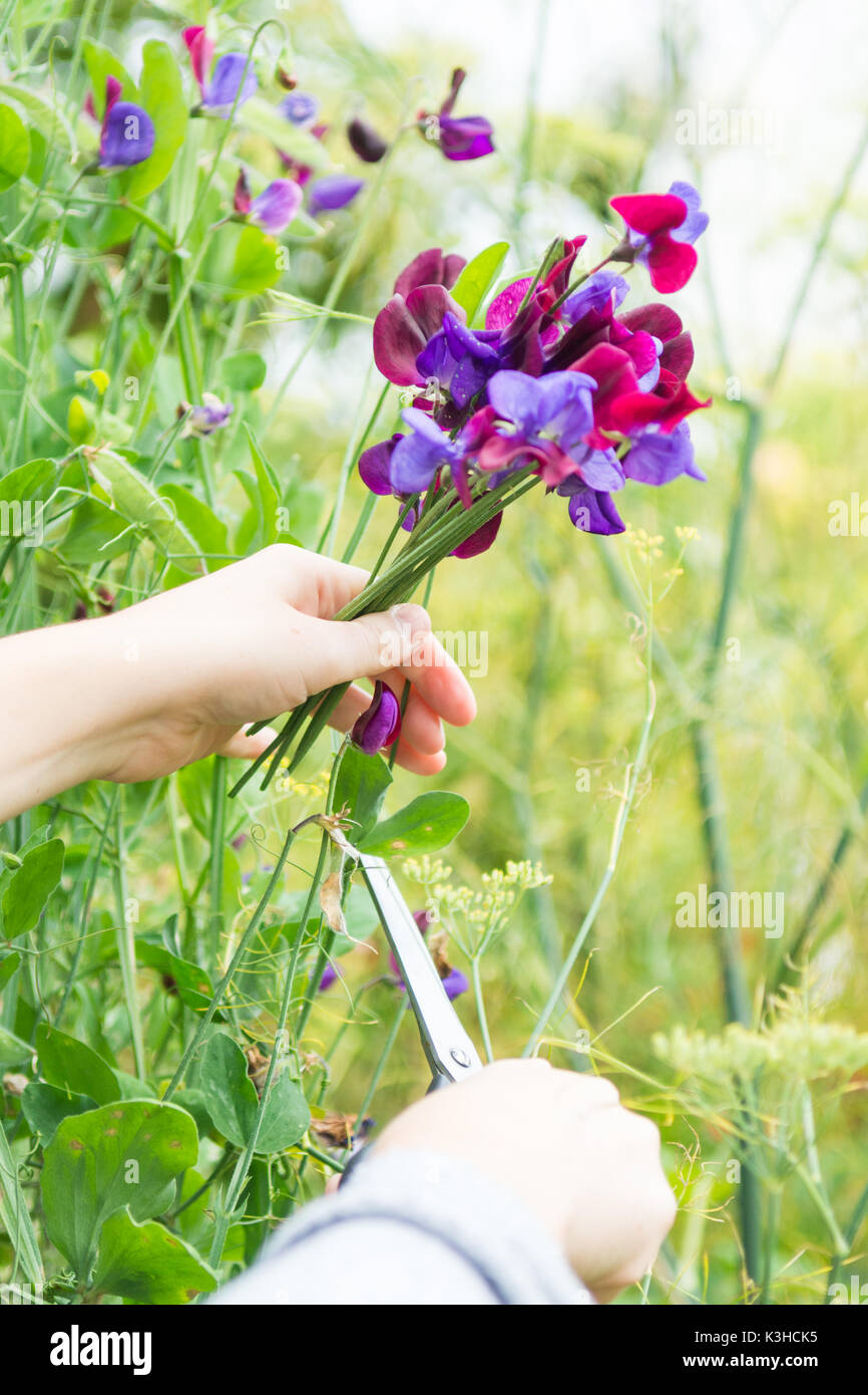 Kommissionierung Zuckererbsen Sweet pea posy Garden Stockfoto