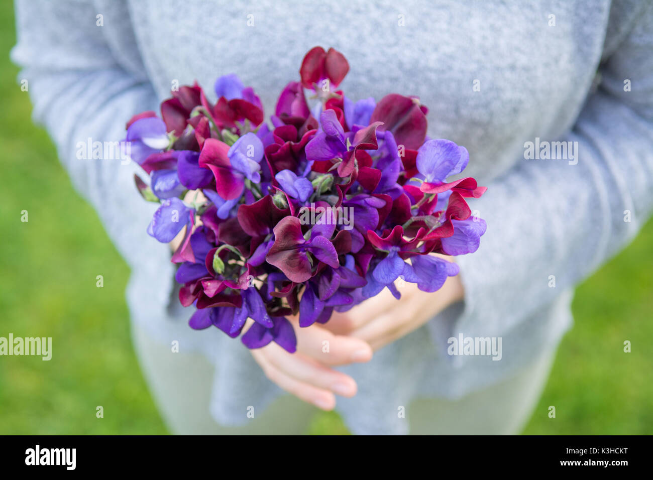 Kommissionierung Zuckererbsen Sweet pea posy Garden Stockfoto