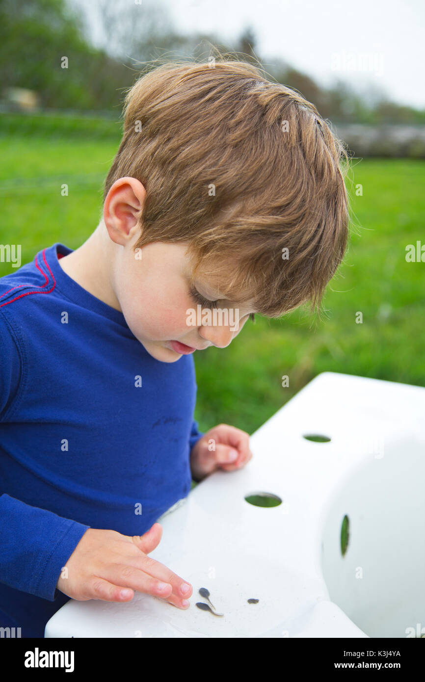 Ein kleiner Junge, der die Prüfung einer Kaulquappe Stockfoto