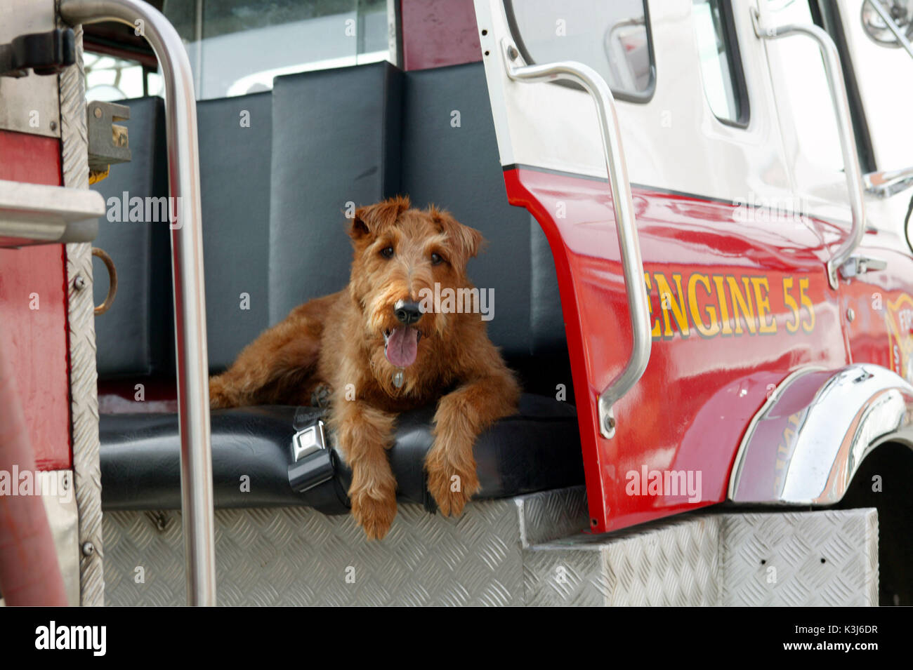 Hollywood-Idol Rex genießt seinen neuen Status als ein feuerwehrgebäude Maskottchen. FIREHOUSE DOG Hollywood-Idol Rex genießt seinen neuen Status als ein feuerwehrgebäude Maskottchen Stockfoto