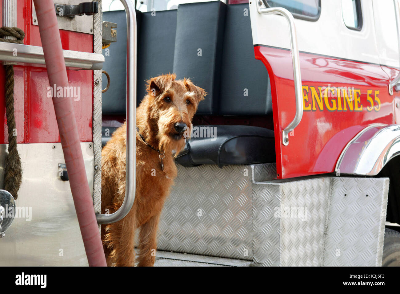 Firehouse Dog Für weitere Informationen wenden Sie sich bitte an Ihren lokalen Twentieth Century Fox Pressestelle. FIREHOUSE DOG Datum: 2007 Stockfoto