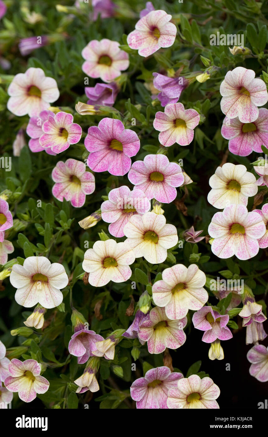 Blumen Calibrachoa (Chameleon pink passion) 'wescachapipa'. Sommer Beetpflanze. Stockfoto