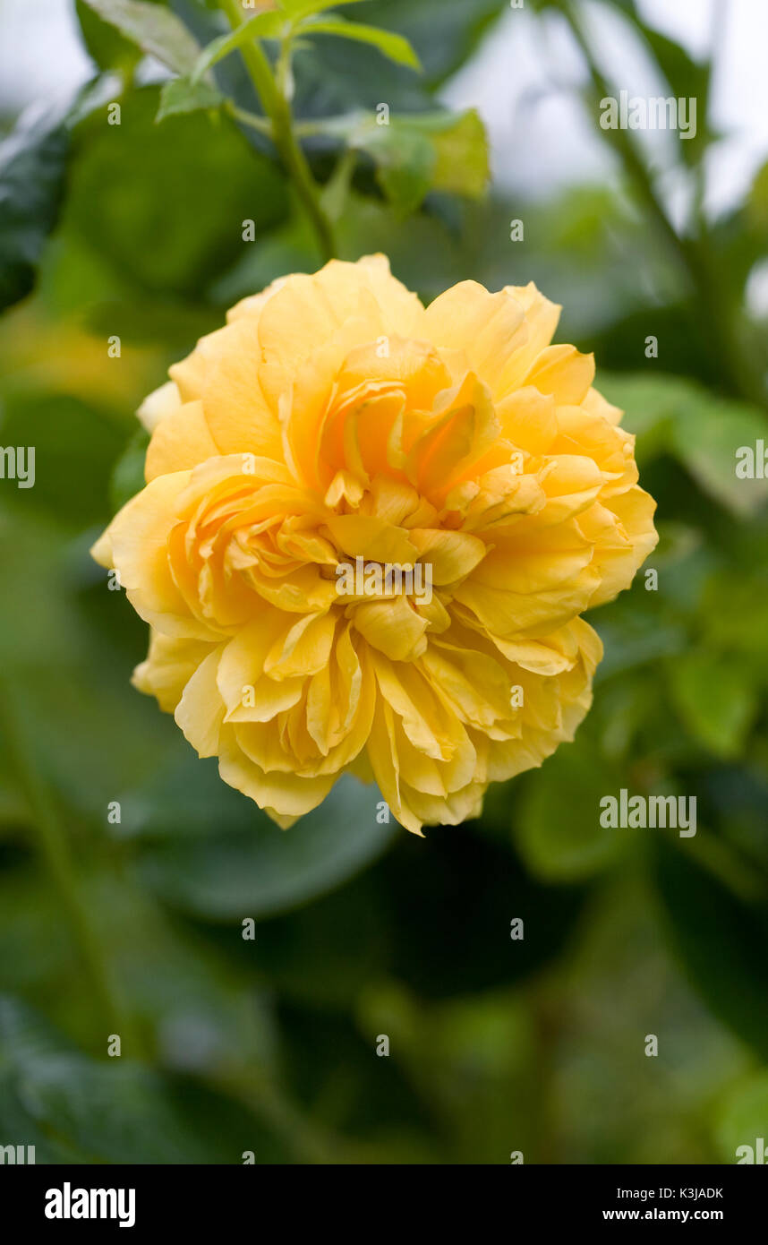 Rosa' Leah Tutu' Blume. Stockfoto
