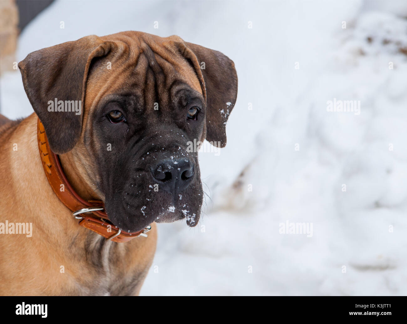 Closeup Portrait eines kleinen Welpen (Alter 5 Monate) Rasse Boerboel (South African Mastiff) auf dem Hintergrund der weißen Schnee. Stockfoto