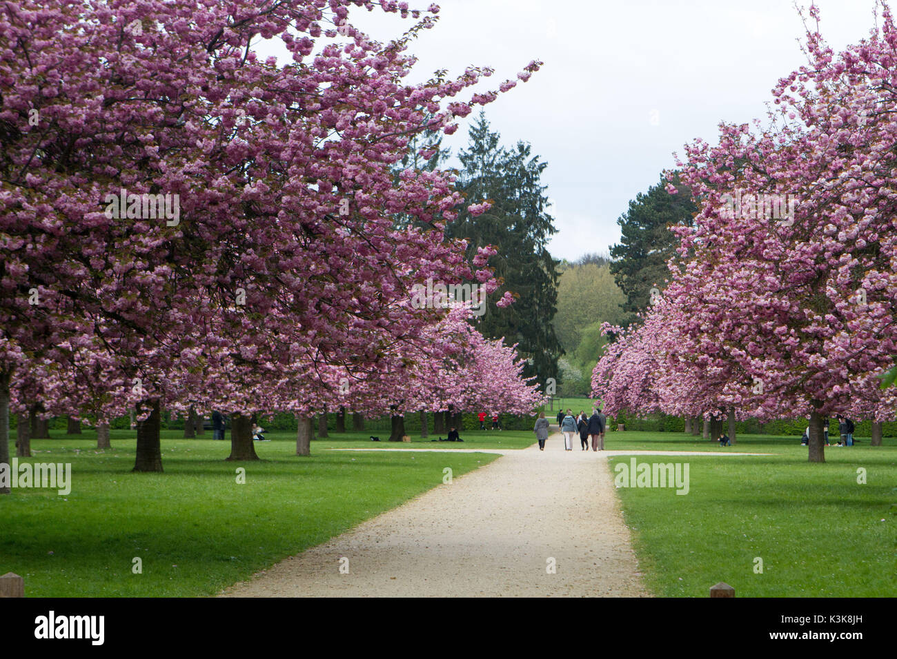 Blühende Kirschblüten im Frühling im Parc de Sceaux, Ile de France, Frankreich Stockfoto