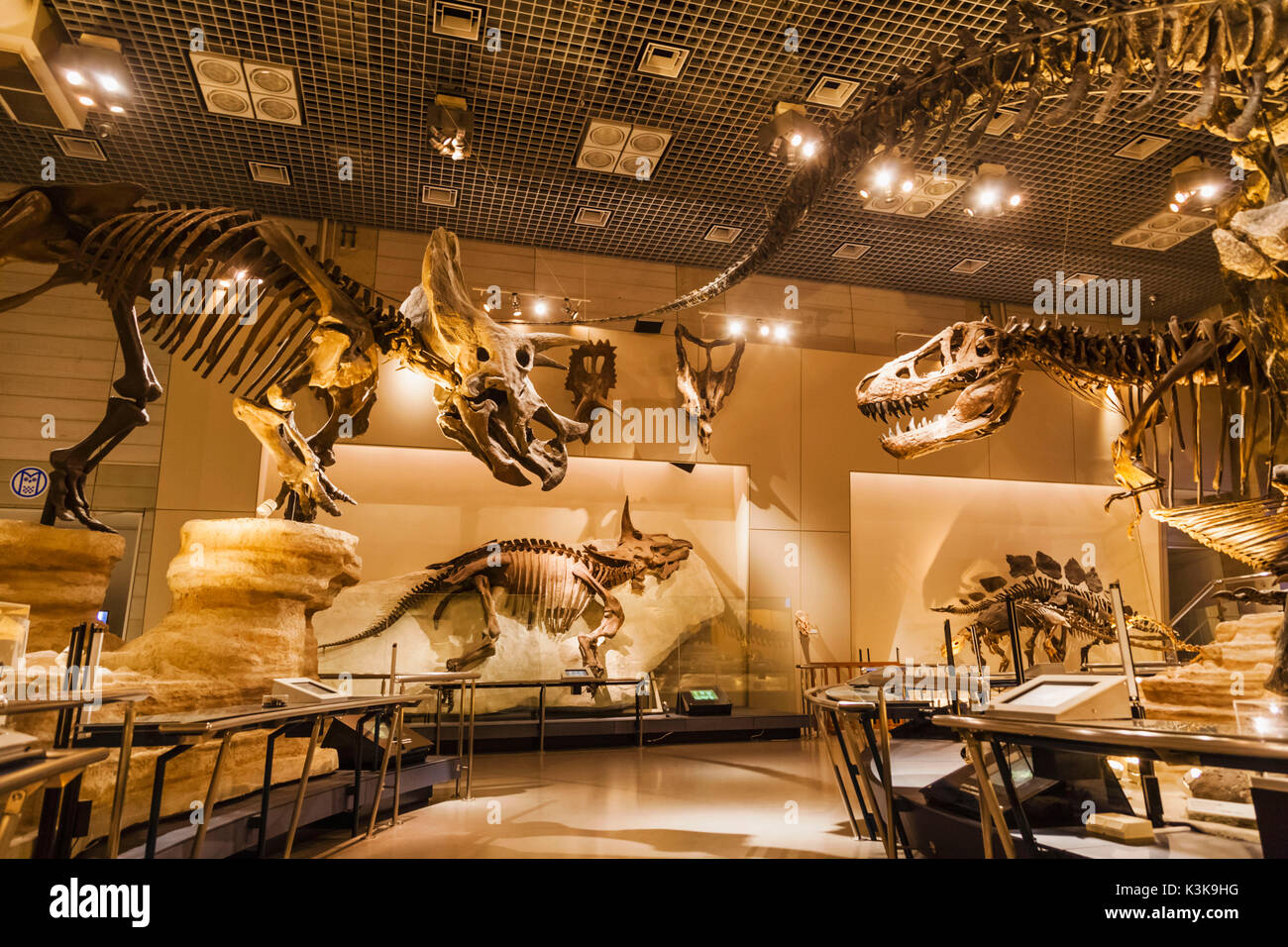 Japan, Hoshu, Tokio, Ueno Park, das Nationale Museum für Natur und Wissenschaft, Dinosaurier Exponate Stockfoto