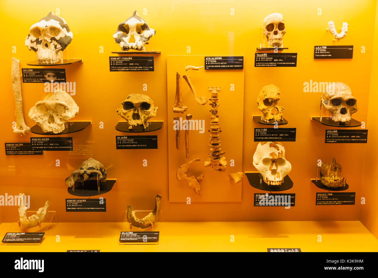 Japan, Hoshu, Tokio, Ueno Park, das Nationale Museum für Natur und Wissenschaft, Ausstellung der prähistorischen menschlichen Schädel Typen Stockfoto