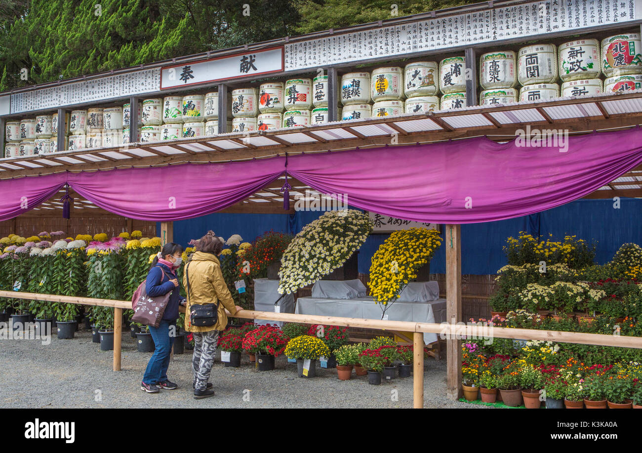 Japan, Kamakura Stadt, Chrysanthemen Ausstellung Stockfoto