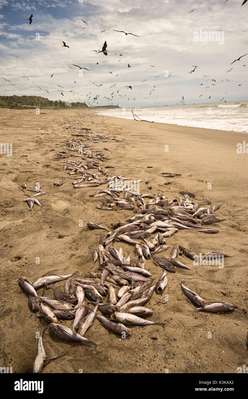 Tausende von toten Fischen gewaschen in Zorritos Peru Stockfoto