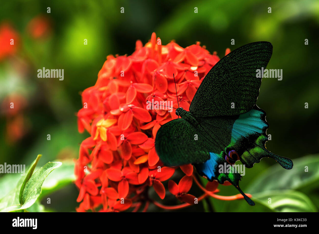 Farbiger tropischer Schmetterling auf roter Blüte im Dschungel des Gunung Leuser Nationalpark. Stockfoto